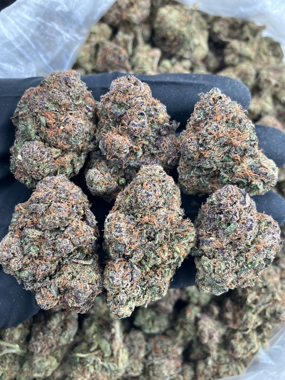 Purple Haze