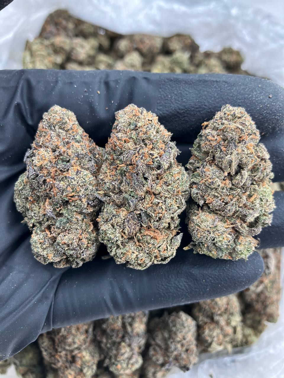 Horchata x Gelato