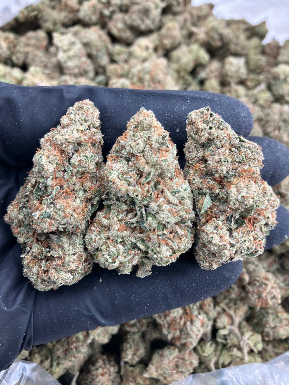 King Louie