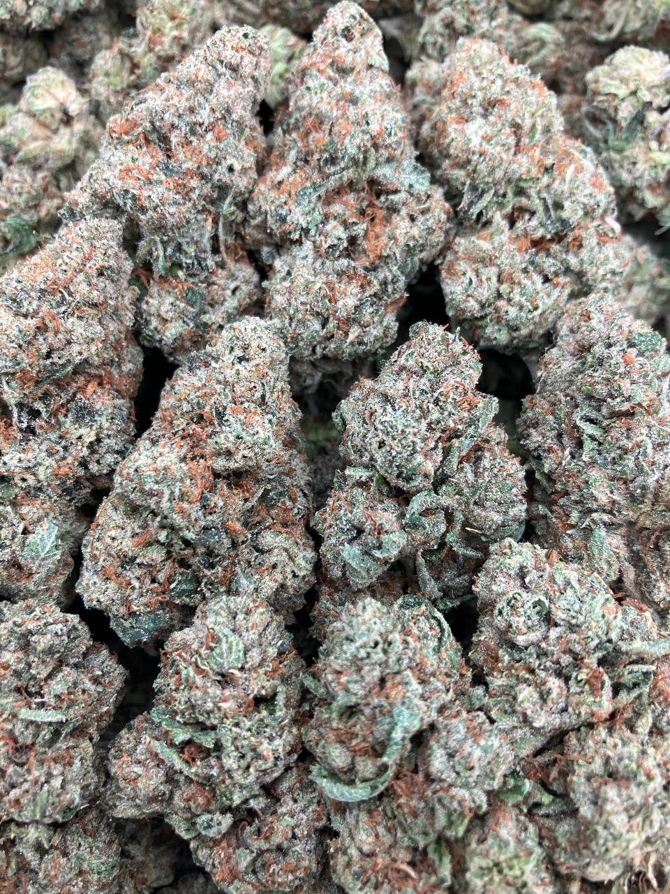 King Louie