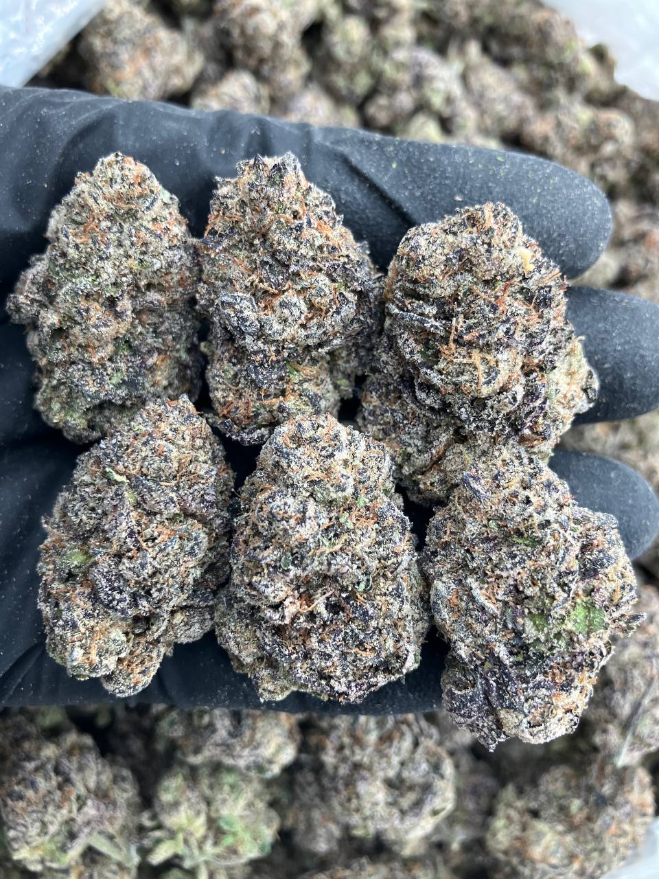 Gelato x Kushmints