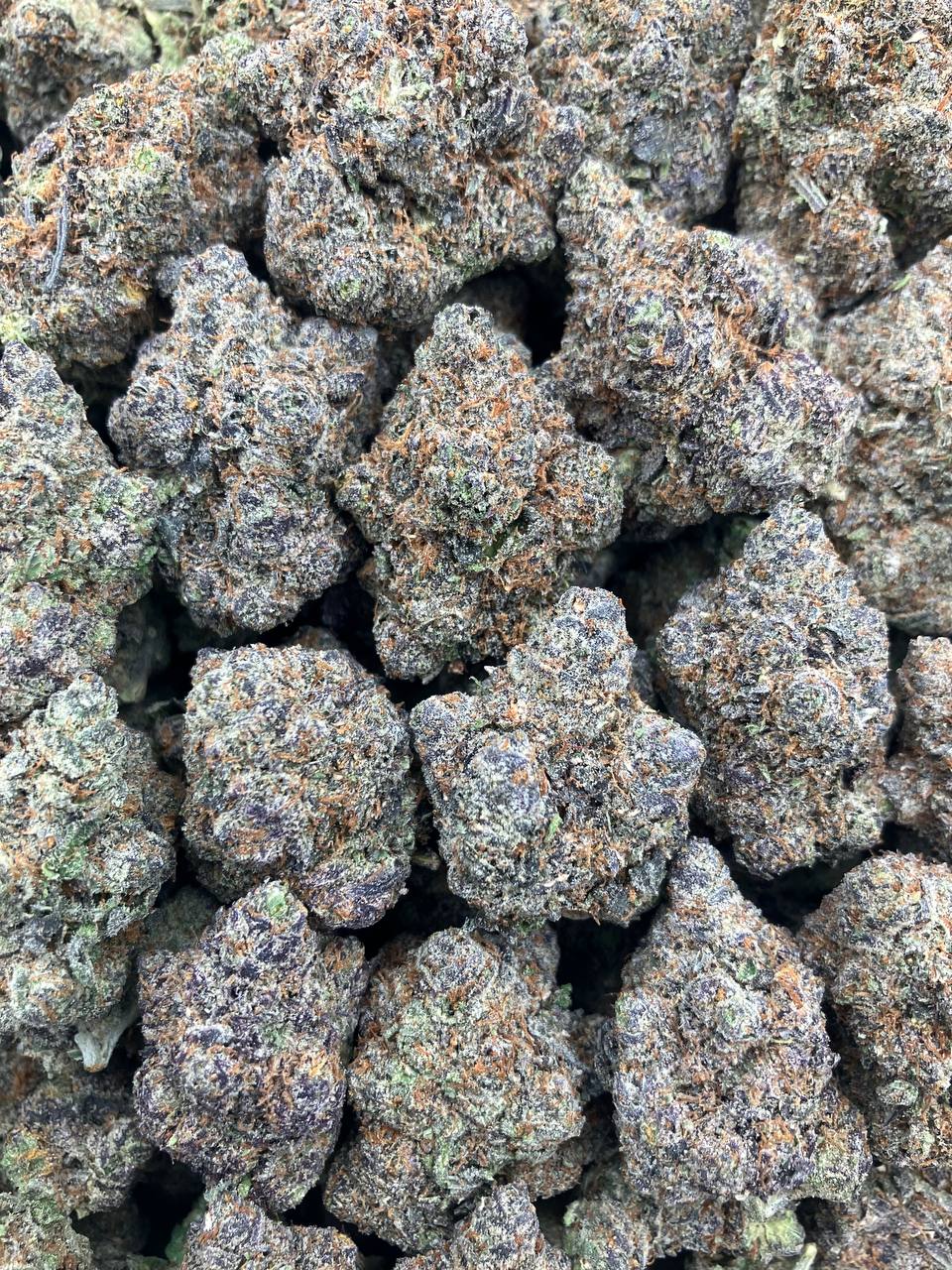 Larry x Gelato