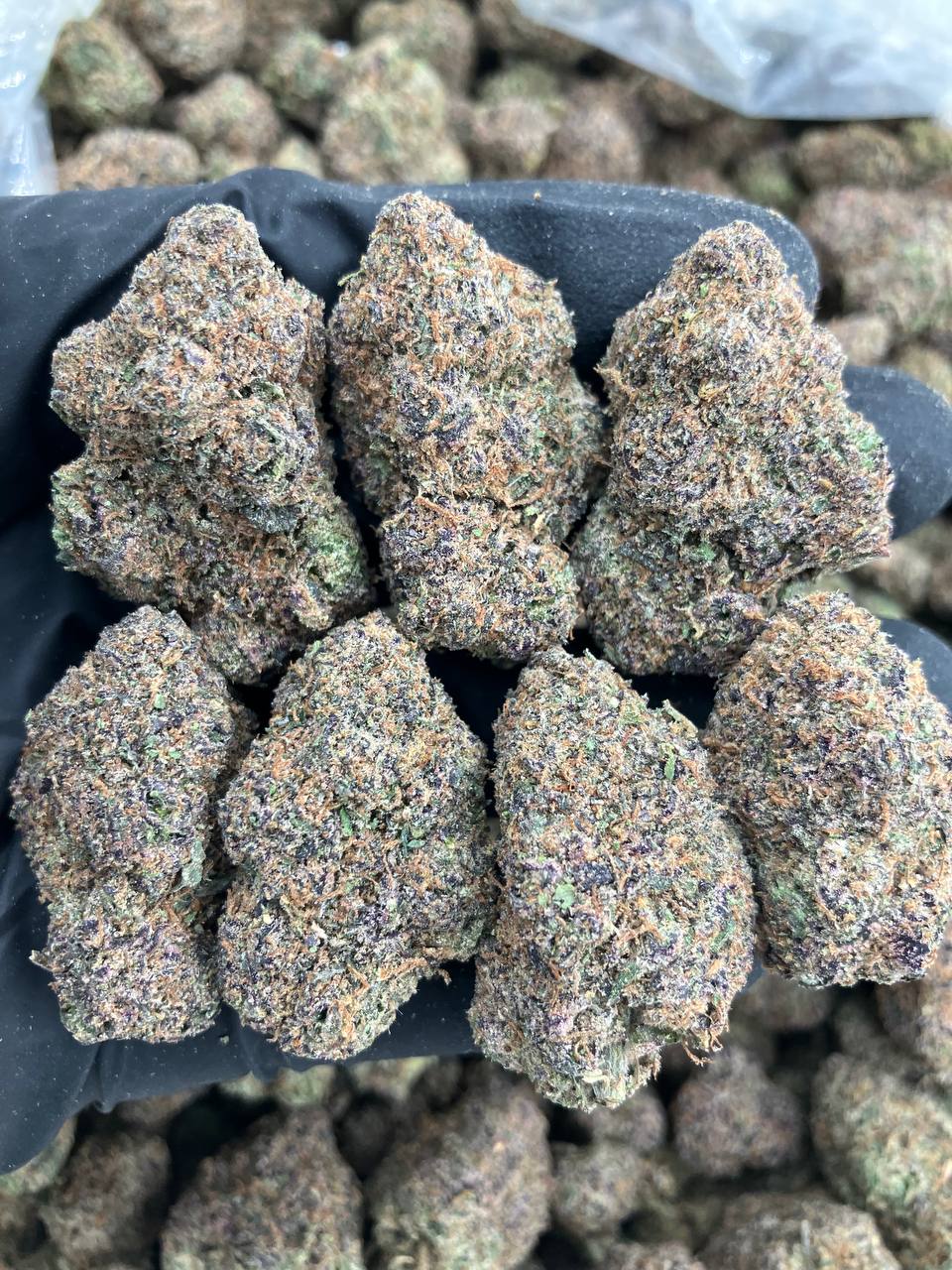 Quagen x Gelato