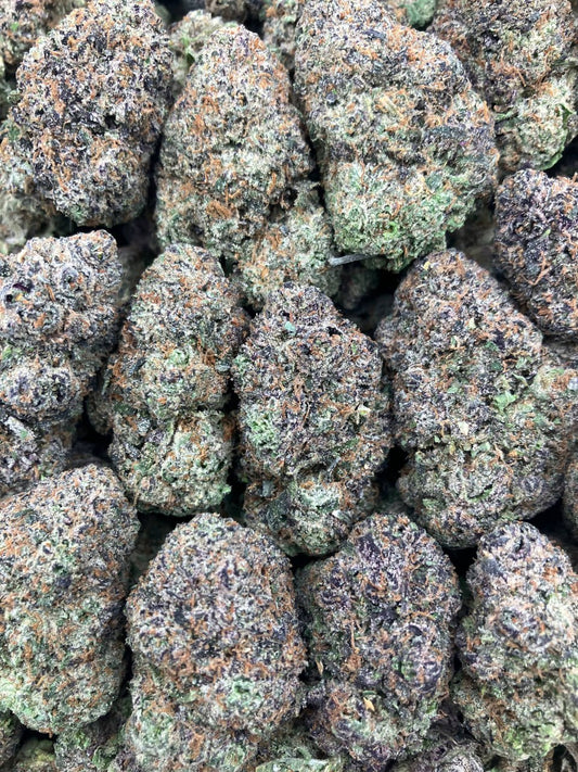 Sharklato The Original