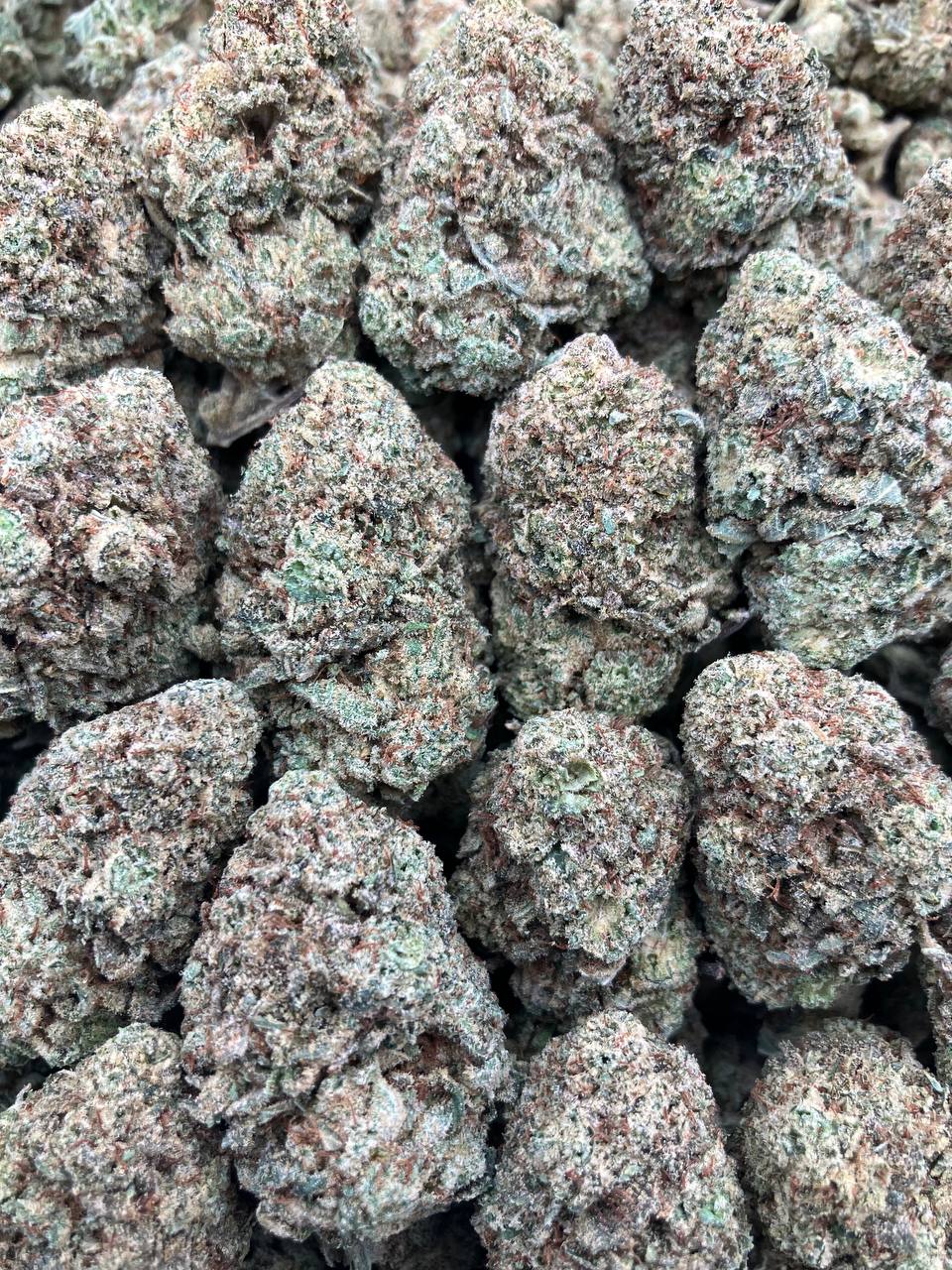 Wifi OG (Seeded)