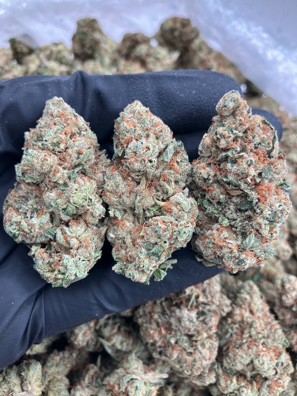 Abusive OG