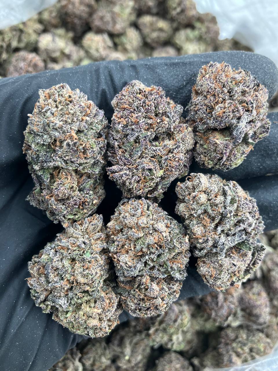 Blue Sherb Runtz