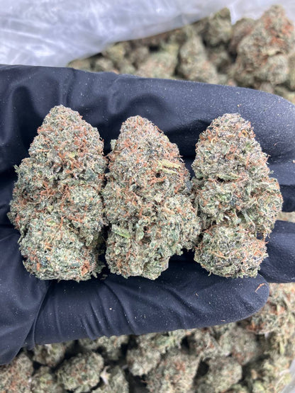 Candy Gelato