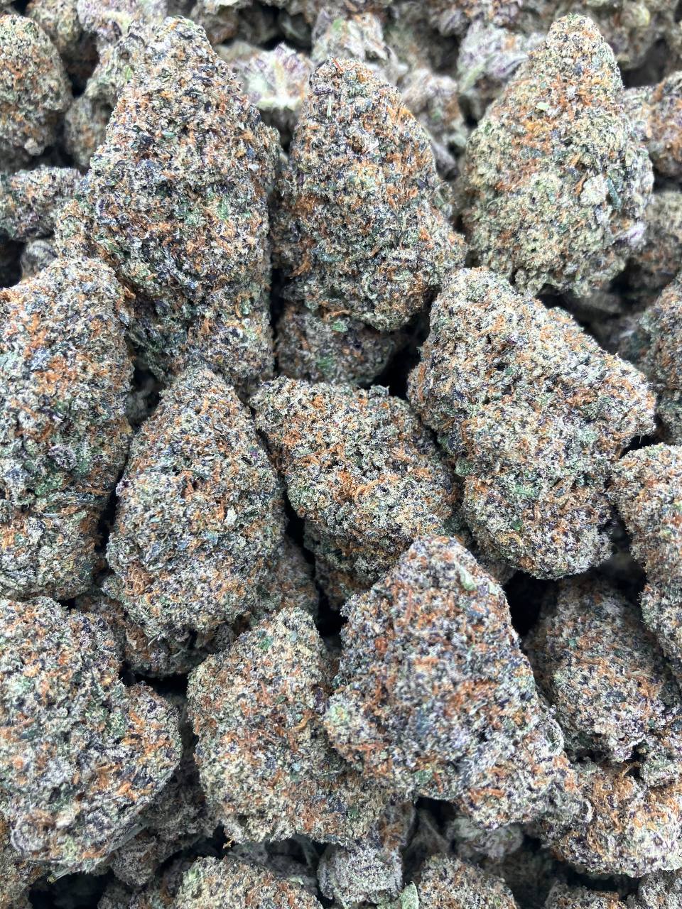 Dante x Gelato