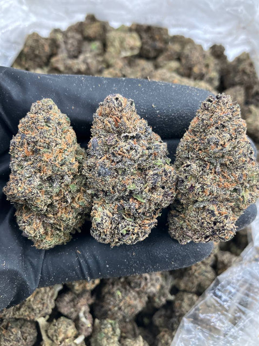 Grand Daddy x Gelato