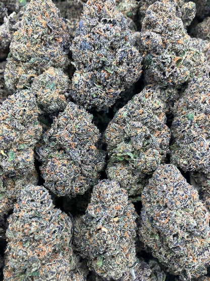 Grand Daddy x Gelato