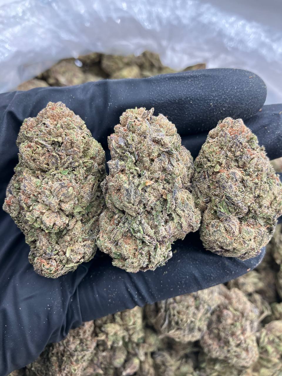 Labubu Gelato