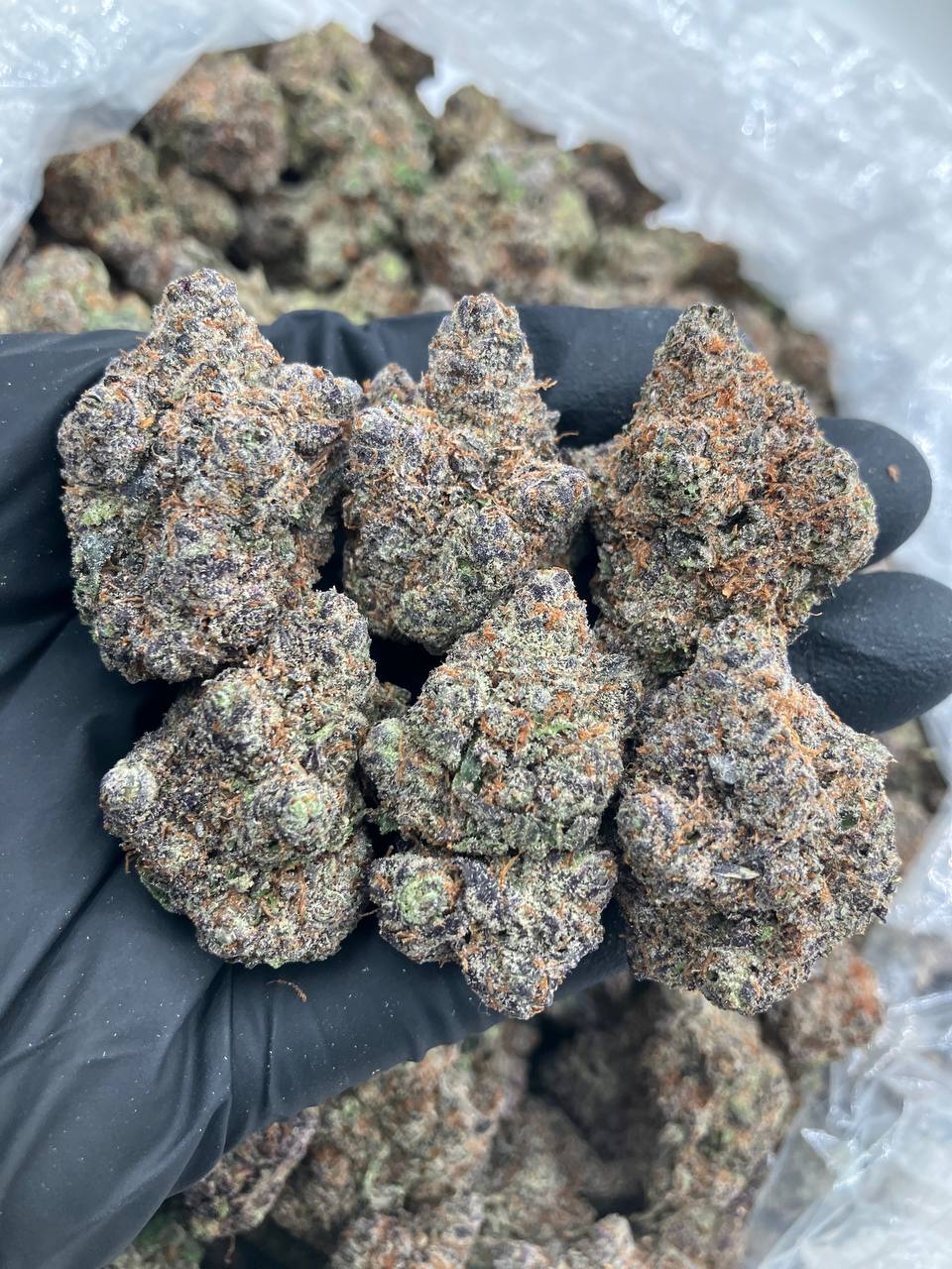 Larry x Gelato