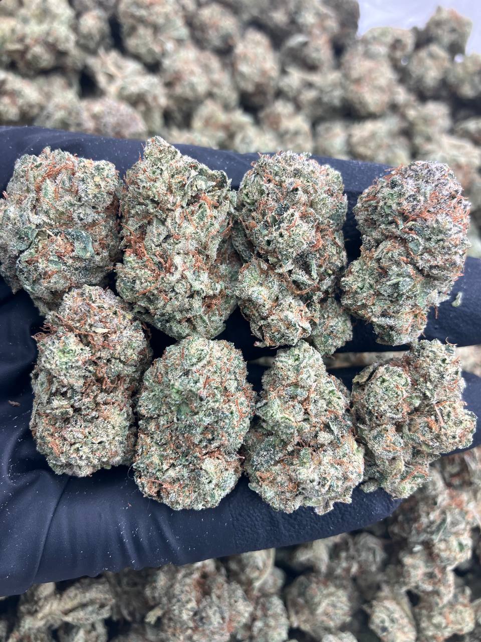 Pressure x Glue
