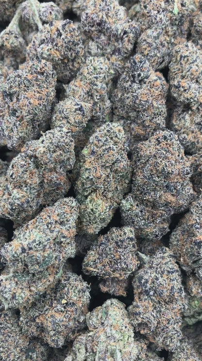 SJ x Gelato