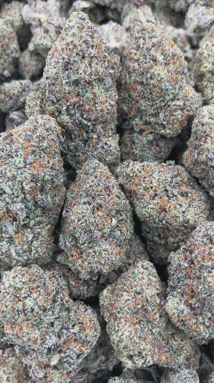 Dante x Gelato
