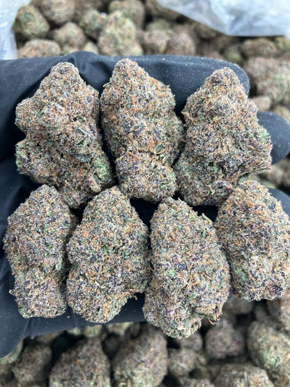 Quagen x Gelato