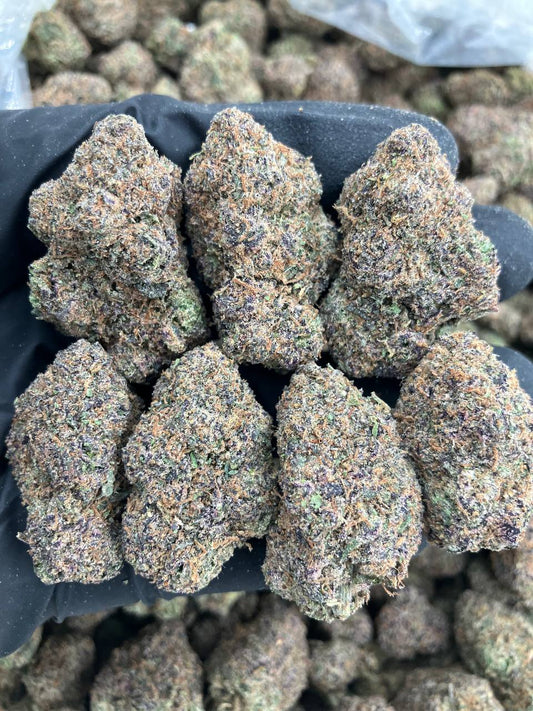 Quagen x Gelato