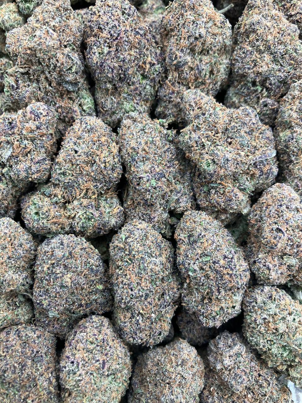 Quagen x Gelato