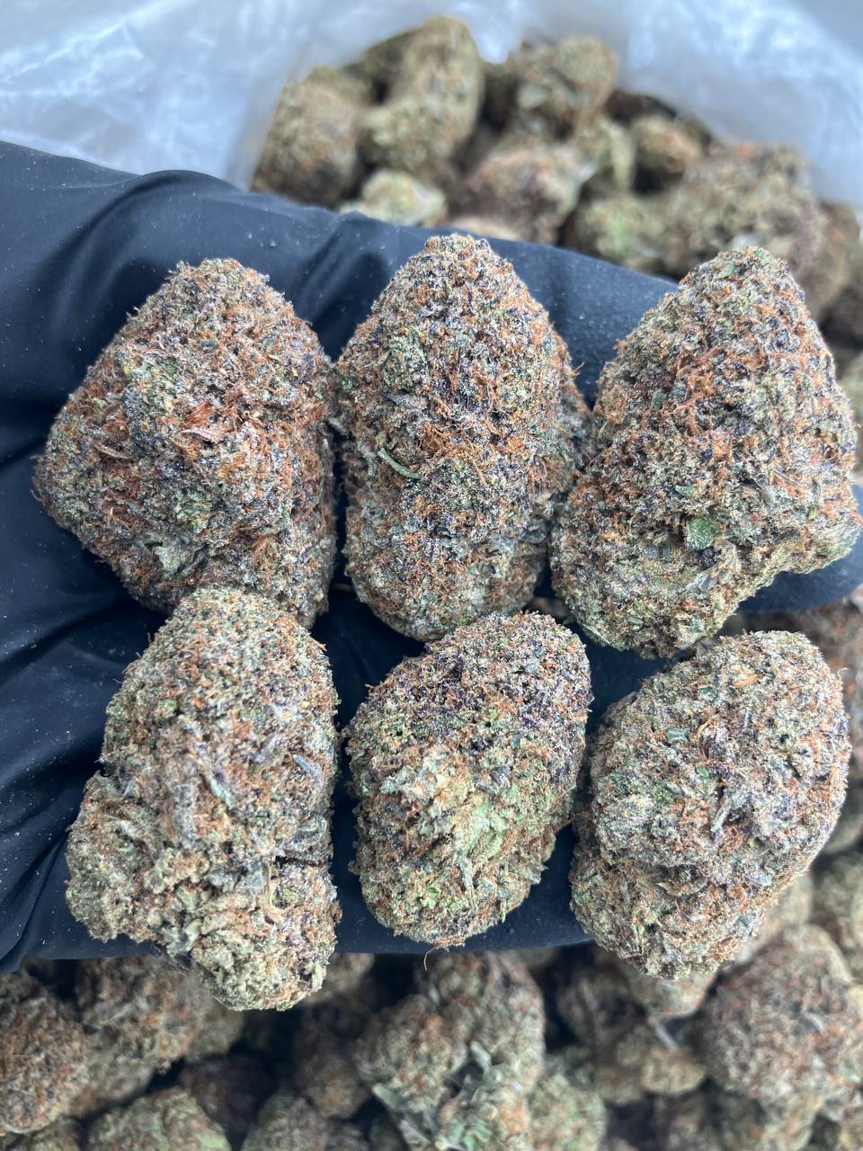 Runtz Sorbet