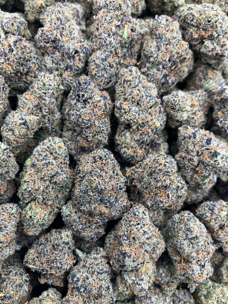 SJ x Gelato